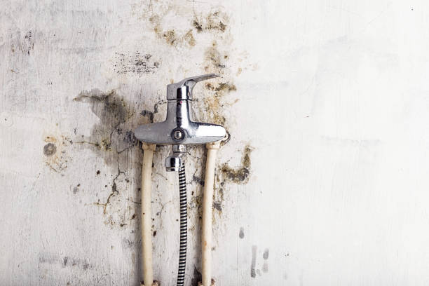 Best Affordable Mold Removal  in Solana, FL