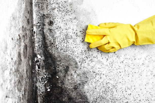 Best Mold Removal and Inspection  in Solana, FL