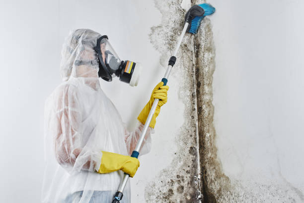 Best Residential Mold Removal  in Solana, FL