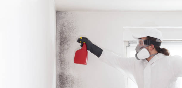 Best Local Mold Removal Service  in Solana, FL