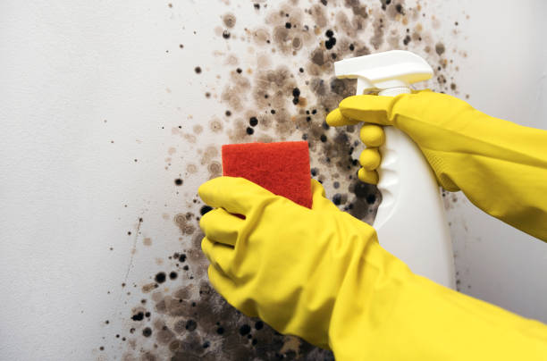 Best Toxic Mold Removal  in Solana, FL