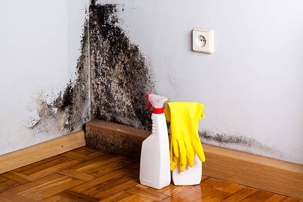 Best Affordable Mold Removal  in Solana, FL