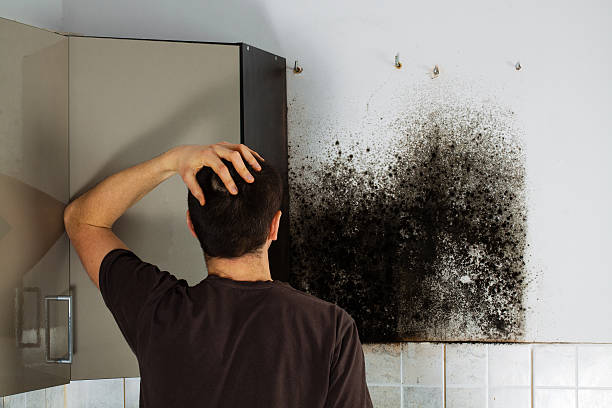 Best Certified Mold Removal  in Solana, FL