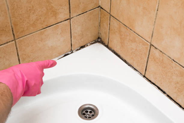 Best Emergency Mold Removal  in Solana, FL